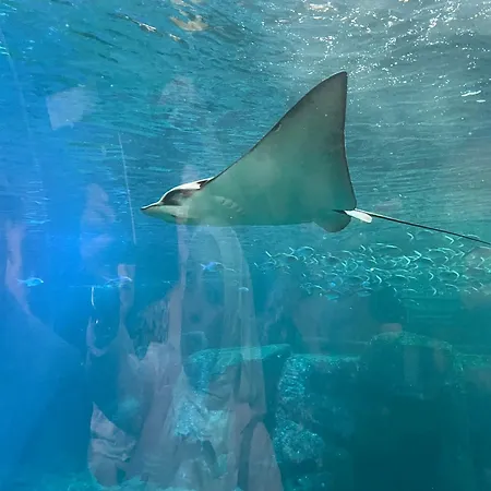 Lägenhet Mobil-home Vue Sur